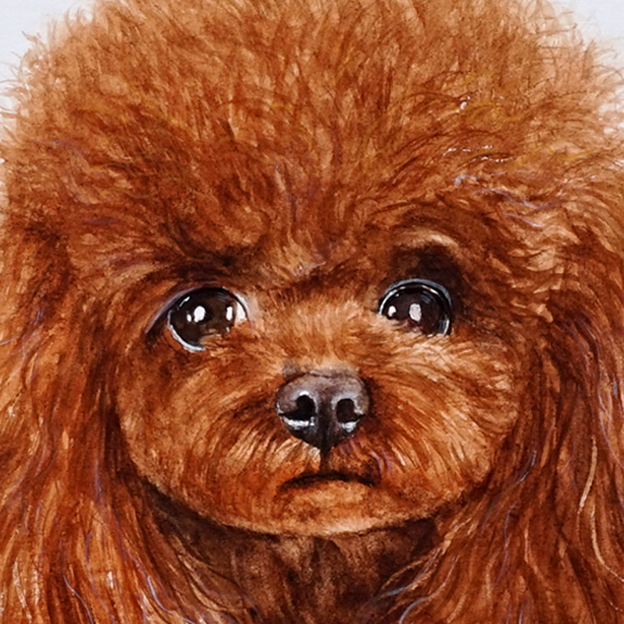 王玉伟《泰迪犬》纸本水彩送装裱