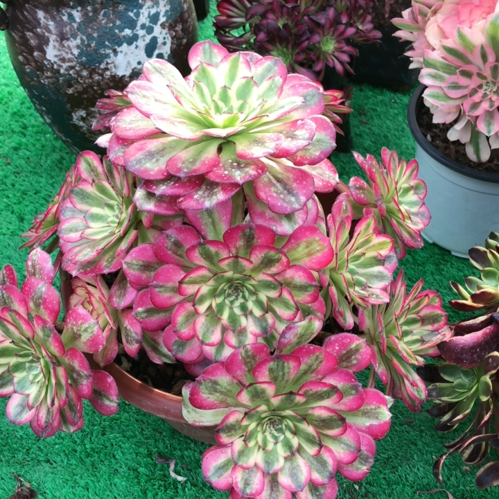 精品法师一物一拍舞天姬