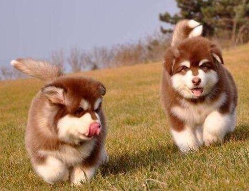 出售纯种阿拉斯加犬阿拉斯加幼犬雪橇犬宠物活体狗狗，狗狗两个