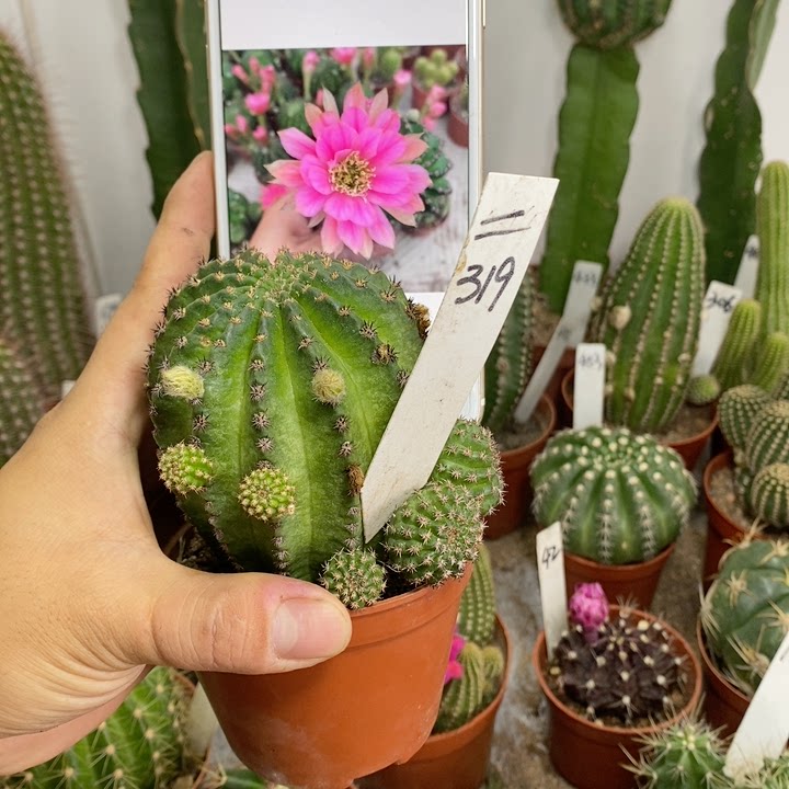 芭比金刚多肉植物