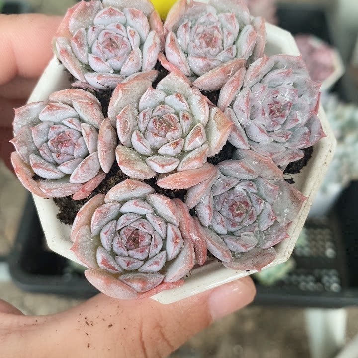 全场9.9包邮恩宠1颗多肉植物