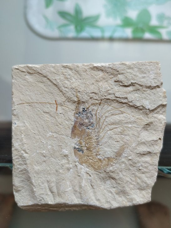 虾化石