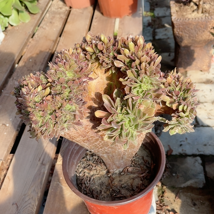 三里多肉娜迦女王多肉植物