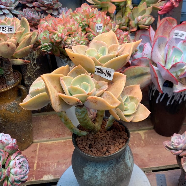 云南添彩多肉1228-150赫氏老桩