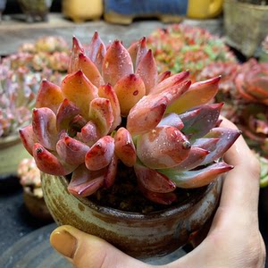 精品老桩多肉拍卖6-19布兰迪sp