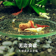 观赏虾 食盆 无边设计 虾螺专用 虾盆 6CM 适合小虾 无边食盆