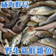 威海海鲜 特色海捕小杂鱼 鲈鱼 黄鱼 偏口鱼 黑头鱼 海鳗 加吉鱼