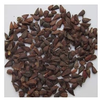 中药材 木瓜籽 木瓜子500克 本店还有桂圆核 荔枝核包邮