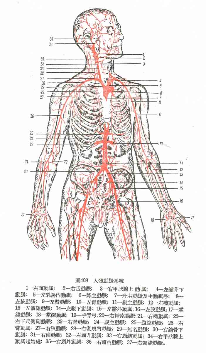 全身动脉解剖图图片