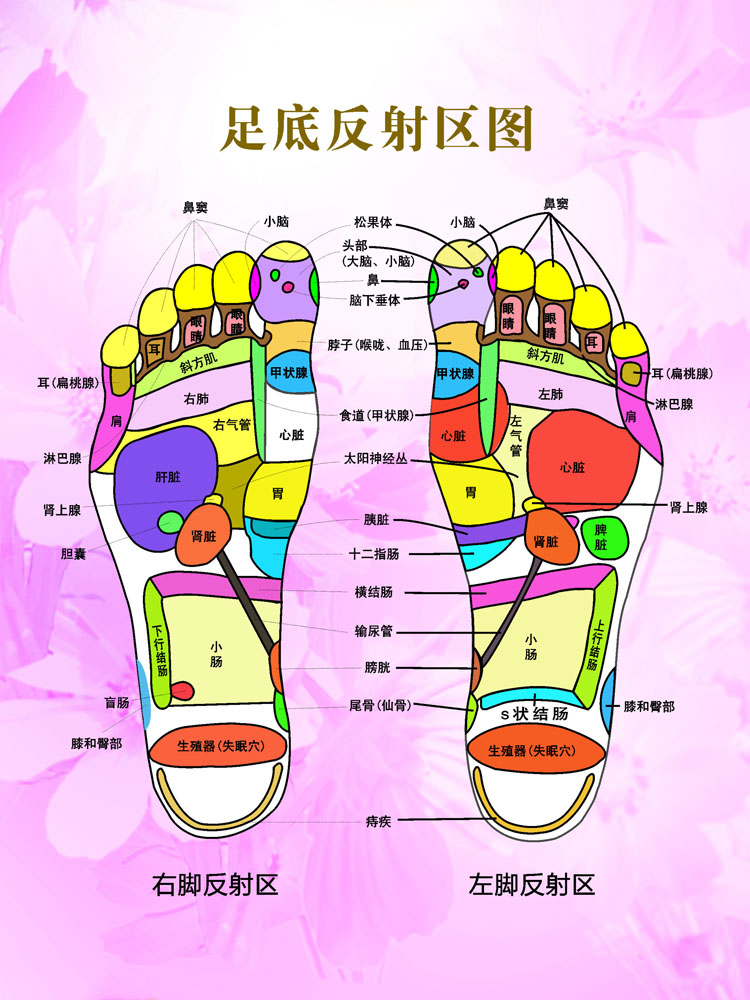 足底反射区图片放大图片