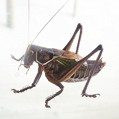 活体蝈蝈 冬蝈蝈铁皮黑 蝈蝈活体 1号铁蝈蝈 5只包邮送笼