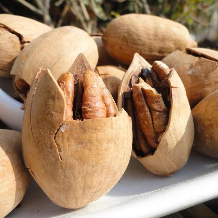 碧根21年新货大籽长寿美国山核桃500g大歪5斤长寿果