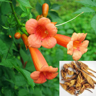中药材凌霄花500克38元