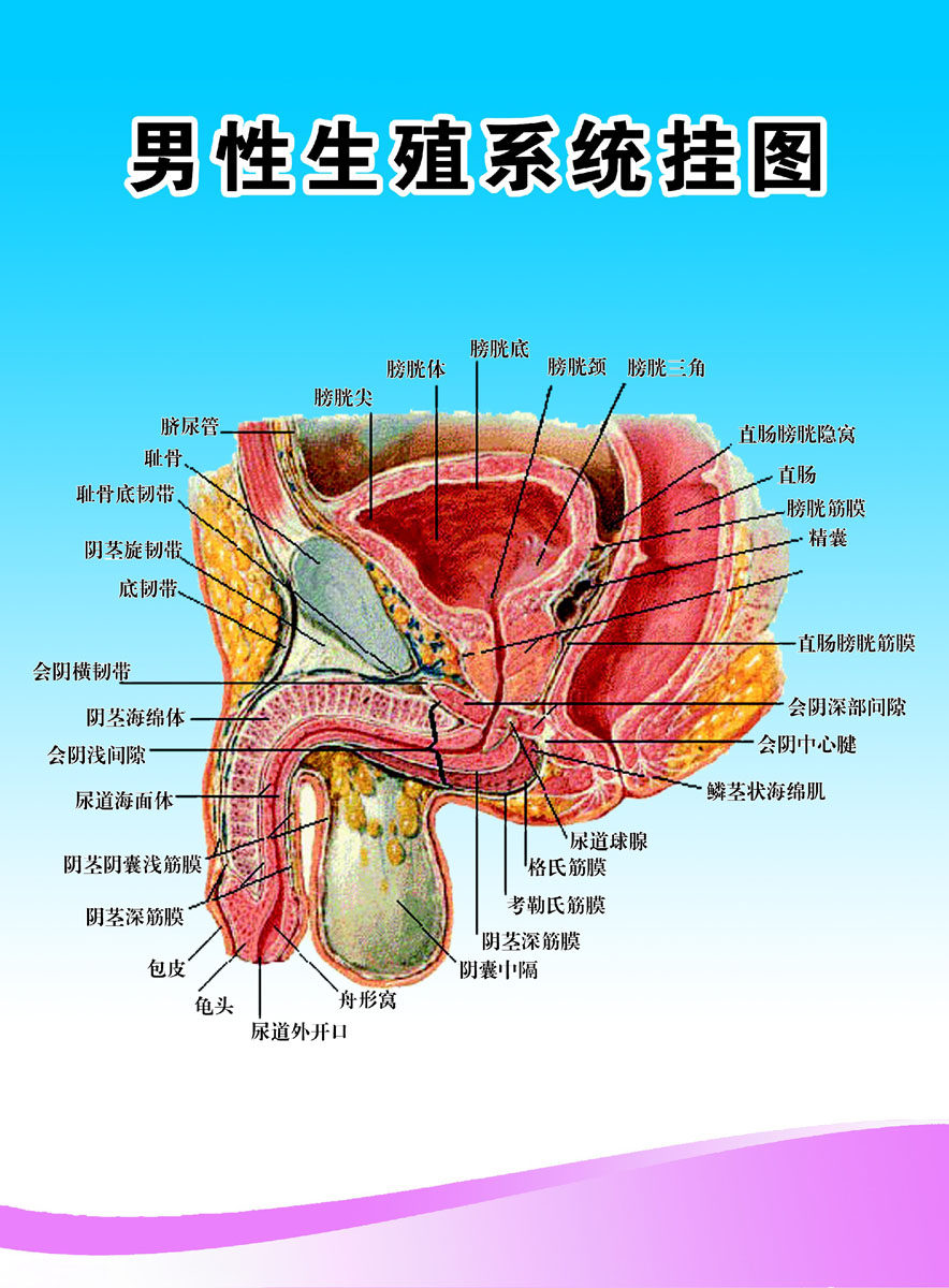 海报印制324系统海报展板素材制作227男性生殖系统挂图