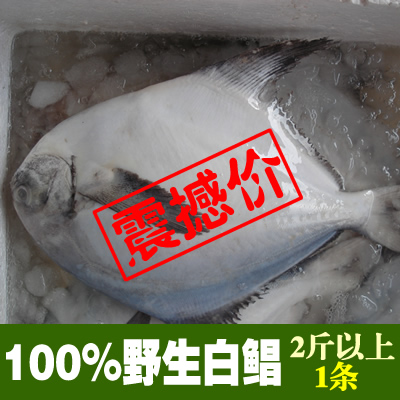 海鲜美食新鲜冷冻鲳鱼野生特大白鲳平鱼 扁鱼规格2斤以上1条 现货