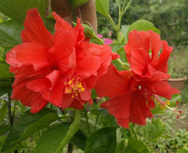 大花清红重瓣扶桑 朱槿花 花型下吊美观 中间吐出长蕊,花型美