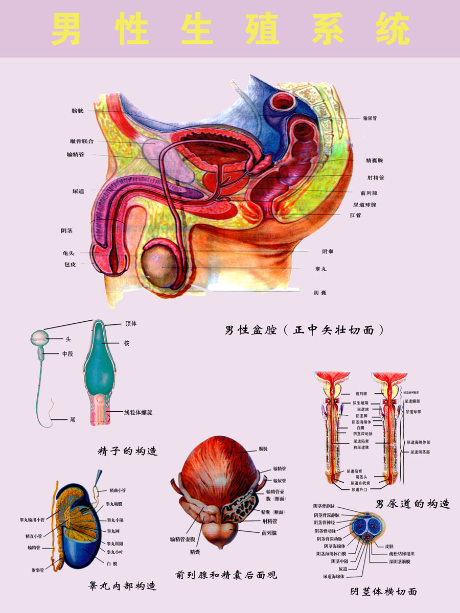 海报印制324系统海报展板素材制作63男性生殖系统挂图(1)