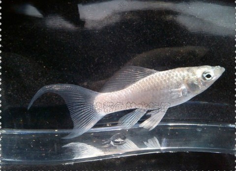 银玛丽(小金鱼观赏鱼热带鱼大鱼缸水族箱用品)活体