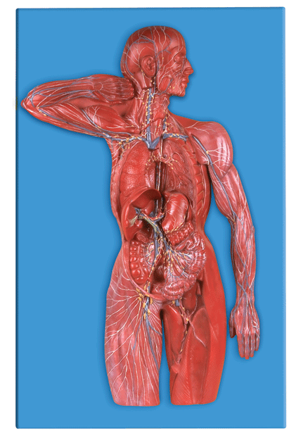 淋巴系统模型/解剖模型/全身淋巴系统解剖模型GD/A16011