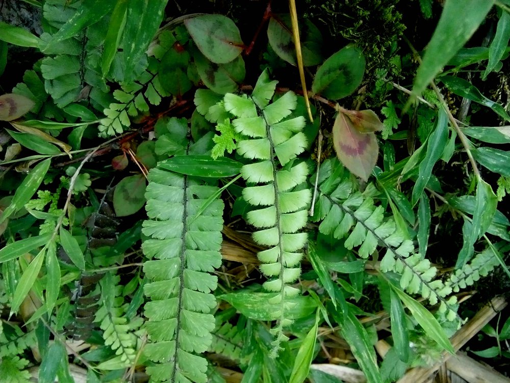 广西原生蕨类 假鞭叶铁线蕨 植物盆栽南美水陆生态缸热带雨林造景