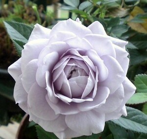 紫色四季【紫水晶/礼光】日月灌木切花大微月强香月季花