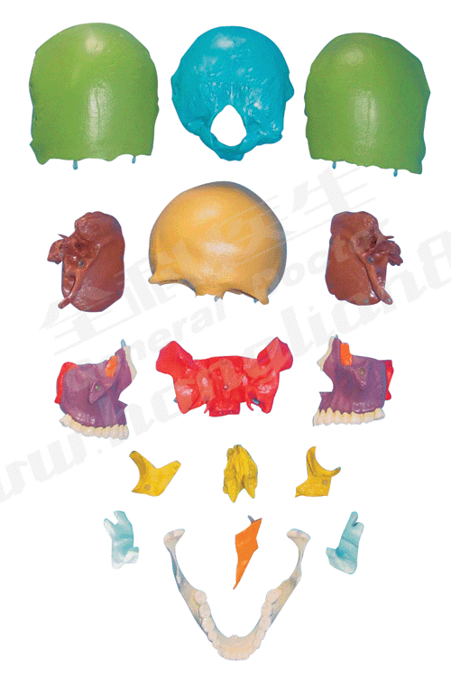 分离头颅骨散骨模型/成人分离头颅骨/骨骼解剖模型GD/A11117/1