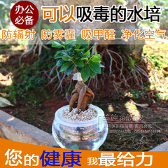 盆栽花卉水培植物 榕树 办公室 防辐射创意绿植盆景 净化空气包邮