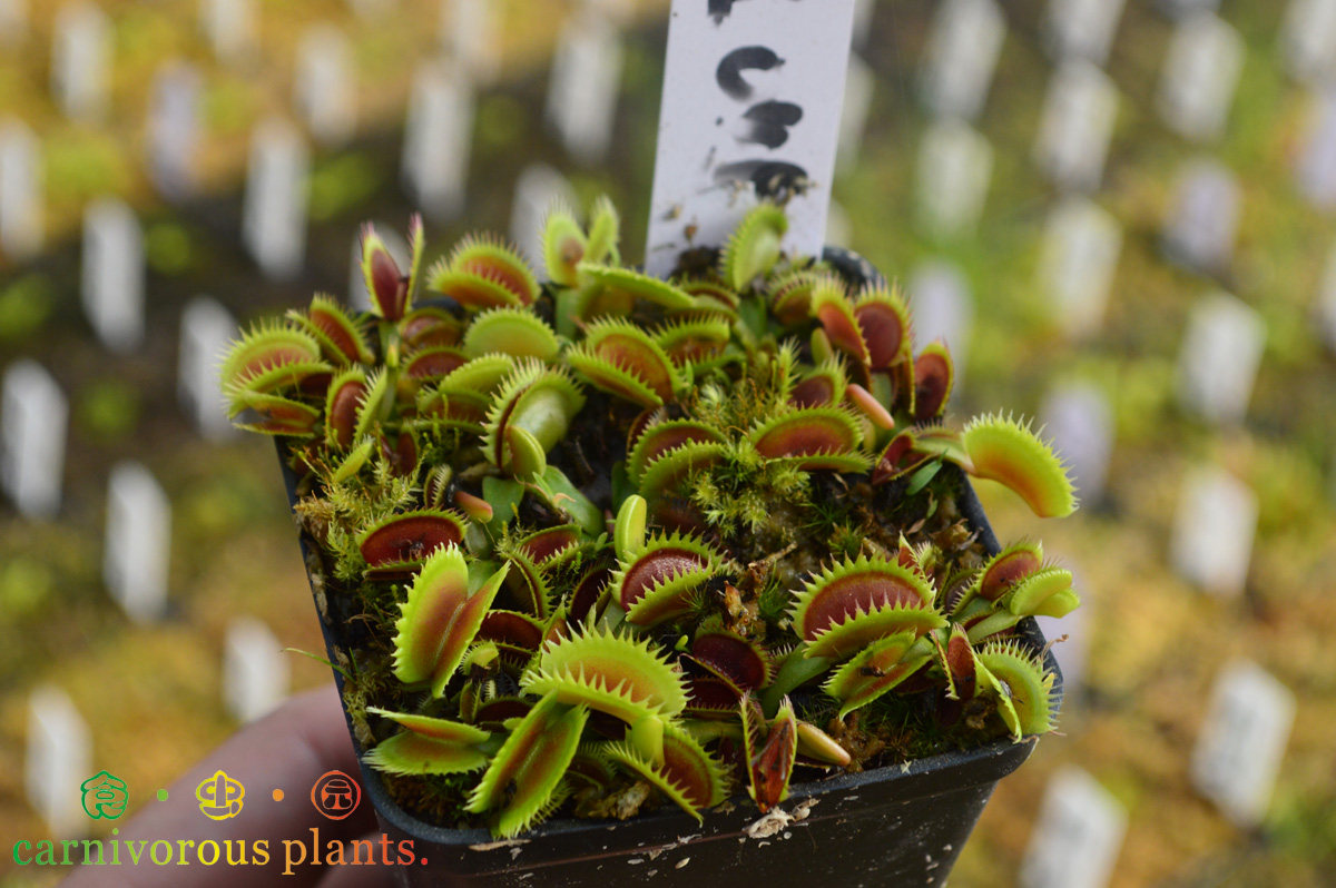 食虫植物-克隆045捕蝇草(特价小苗促销)