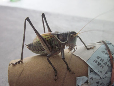 活体蝈蝈北京平谷铁皮蝈蝈北京蝈蝈平谷蝈蝈草白新蜕大号