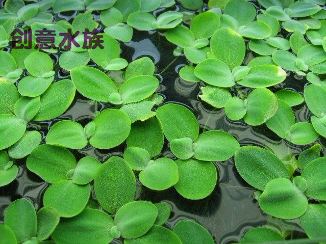 水草浮萍水芙蓉浮性吸收自家种植水中水草