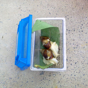 宠物蜗牛 全家福 4个装2大2小带饲养盒子v4y7g