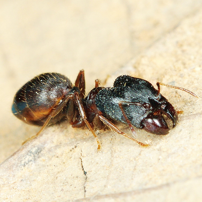 宽节大头蚁pheidole noda 宠物蚂蚁活体