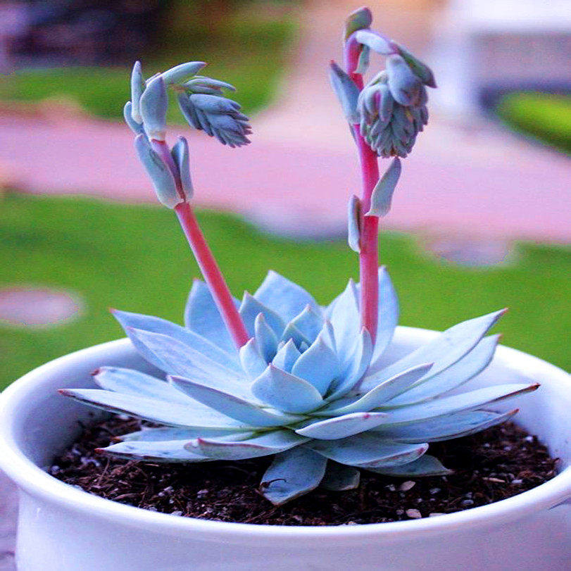 盆栽绿植多肉植物薄叶蓝鸟精品室内办公包邮多肉植物