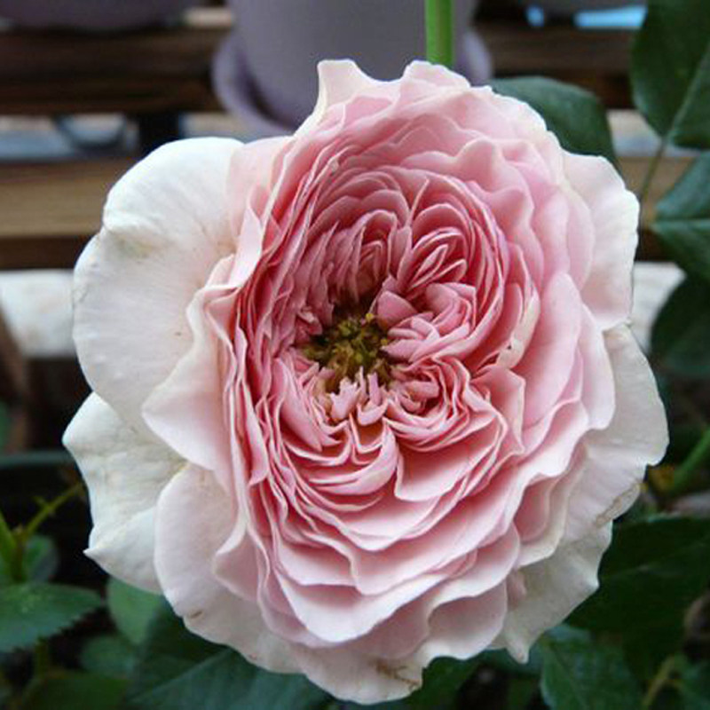 月季豁新藤本月季罗莎琳达爬藤多花苗大月季花花苗时令草本花卉