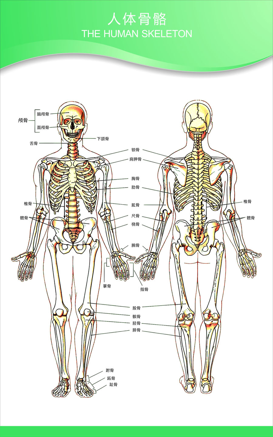 人体骨骼结构图 清晰图片