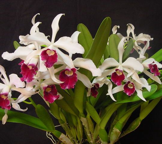 兰花洋兰卡特兰原生种lpurpurata普普拉塔巴西国花浓香