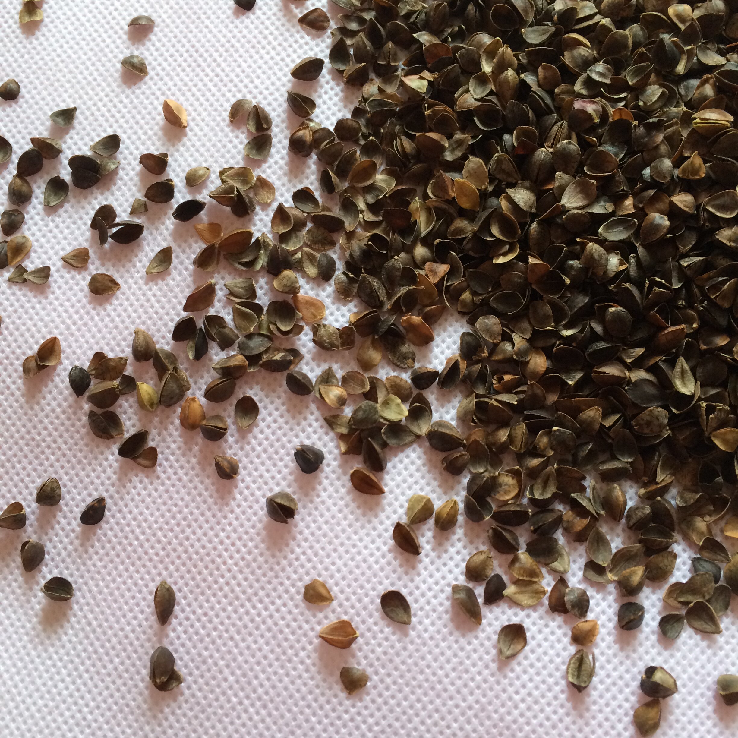 特价甜荞麦壳散装