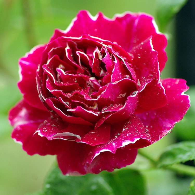 豁新现货经典月季紫袍玉带紫袍爬藤多花藤本月季花期时令草本花卉