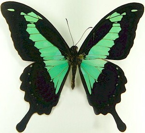 蝴蝶标本真蝴蝶工艺品图片