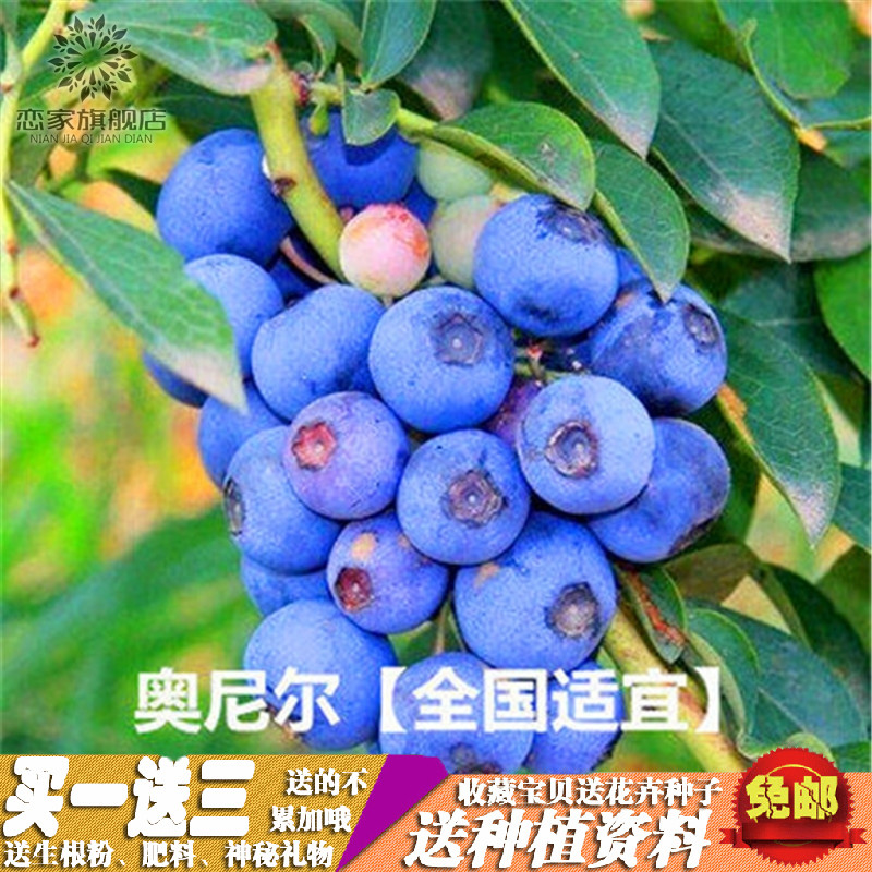 蓝莓苗 庭院阳台楼顶盆栽地栽苗蓝莓苗绿植花卉 根系发达四季栽培产品展示图1