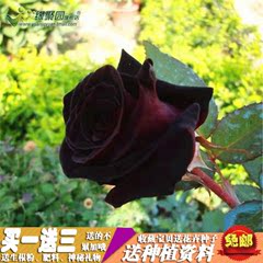 【爱恋】精品玫瑰花苗 月季蔷薇花苗 庭院易种植物 花卉绿植盆栽