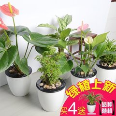 红掌粉掌竹芋福禄桐迷你花卉室内阳台盆景绿植盆栽吸甲醛观叶植物