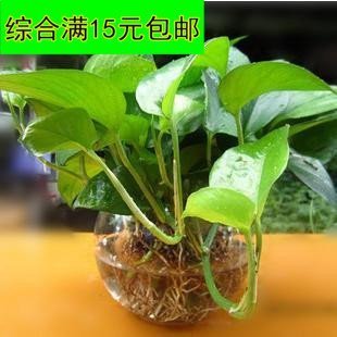 盆栽花卉 水培花卉（绿萝吊兰）室内防辐射绿植 净化空气植物