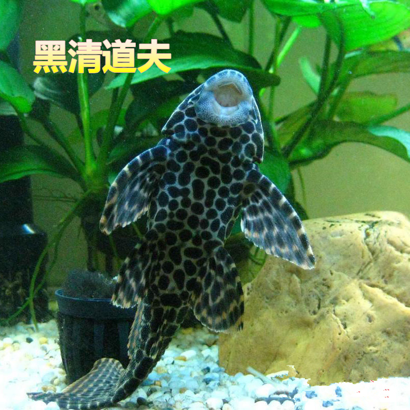 清道夫鱼活体 琵琶鱼清洁工具清垃圾底层鱼热带观赏汐灵水族馆