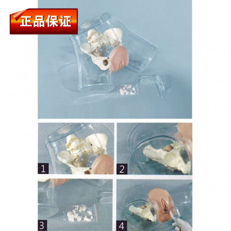 厂家直销透明女性导尿模型导尿示教假人模具护理导尿术操作模拟人