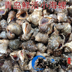 青岛沙子口小海螺 新鲜海螺 鲜活海鲜水产 海螺肉250g