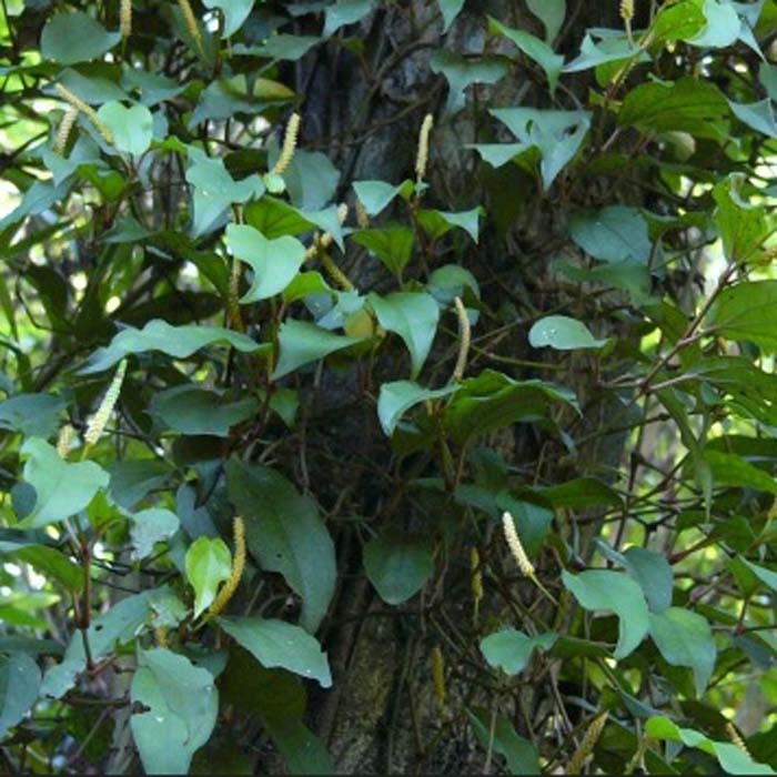 顺丰速发无硫正品广西桂平野生中草药材石南藤爬岩香风藤山蒌