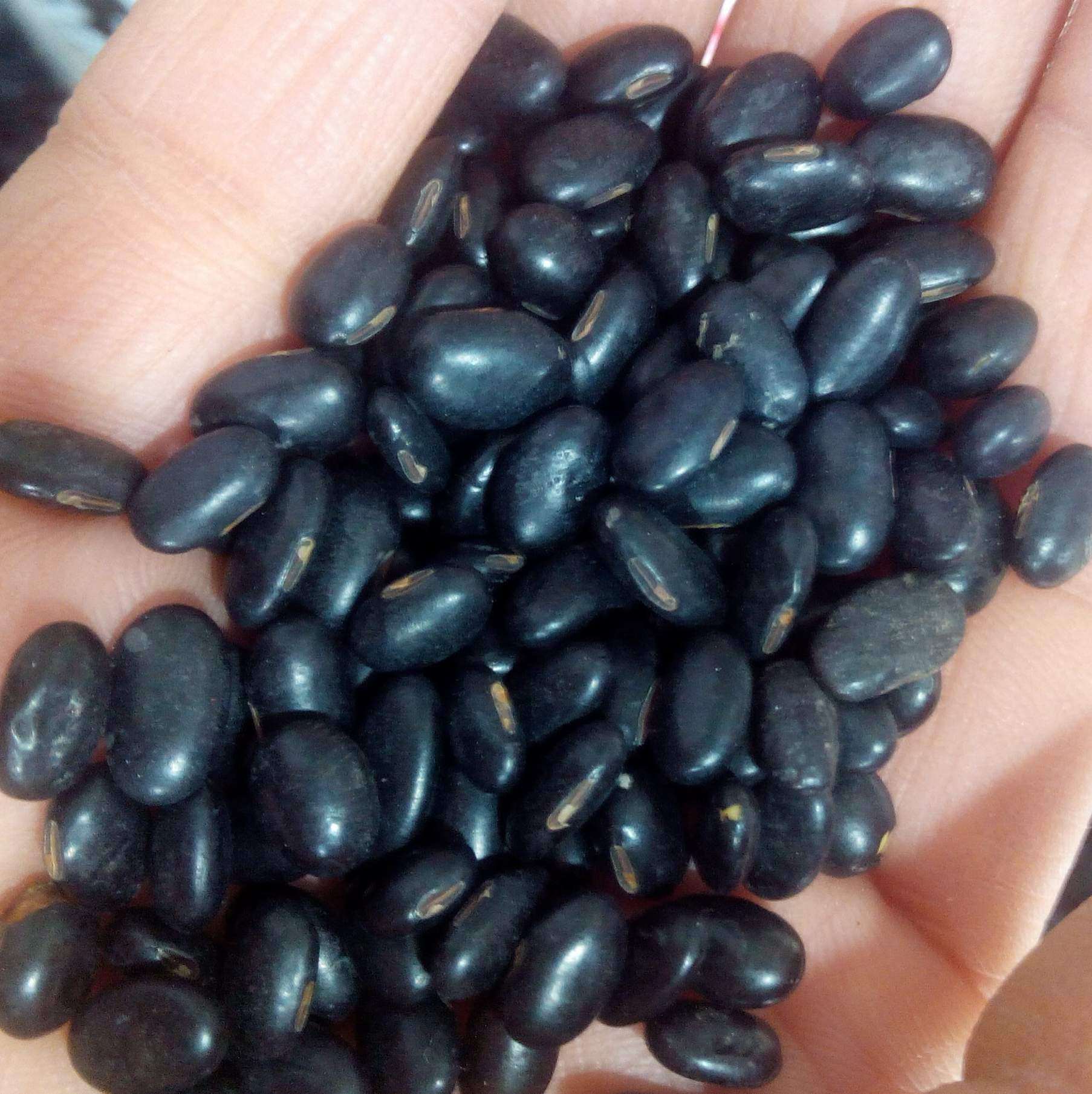 热销雄黑豆 黄心 小黑豆