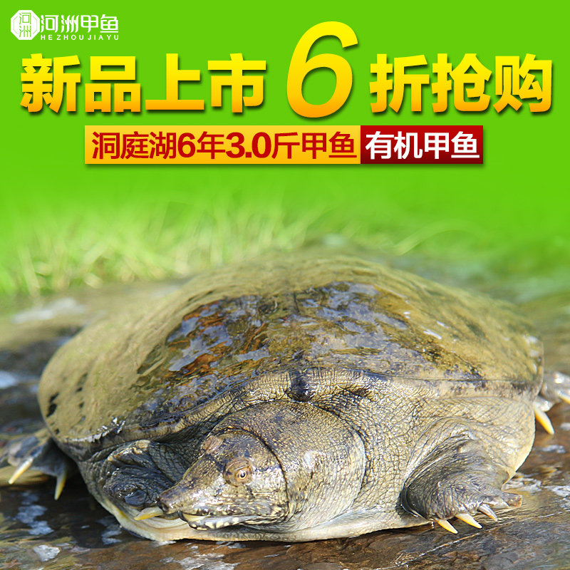 河洲有机甲鱼 洞庭湖有机中华老鳖3.0斤水鱼团鱼王八野化生鲜活体