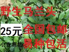 包邮马兰头根  野生马兰头种根    鸡儿肠 四季盆栽 可比韭菜根